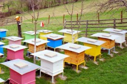 Над 3 милиона лева държавна помощ за пчеларите