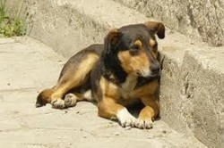 Фандъкова помоли кметовете на съседните общини да спрат прииждащите към София кучета