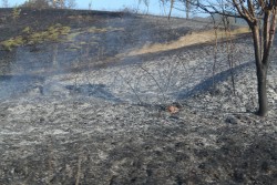 Пожар изпепели половината от местността „Мъртви мъж”