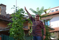 Стръкове домати с височина  над 3.5 метра отглеждат в центъра на Ботевград