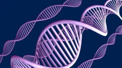 Учени разгадават кода на "ненужната" ДНК