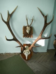 Сдружение „Сокол” организира изложба на ловни трофеи