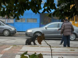 Сдружение „На Ти с Природата” срещу методите на общината за залавяне на бездомни кучета