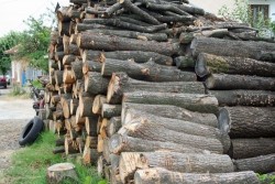  Служители на РУП- Етрополе заловиха двама бракониери и иззеха 8 кубика незаконно добита от тях дървесина