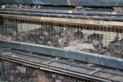 12 000 пъдпъдъци се задушиха край Етрополе