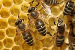 Преустановен е приемът на заявления по част от мерките на пчеларската програма