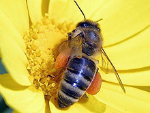 Фонд „Земеделие” отново ще кредитира инвестиции по Националната програма по пчеларство 