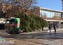 Монтираха коледната елха в центъра на Ботевград