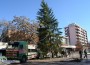 Монтираха коледната елха в центъра на Ботевград
