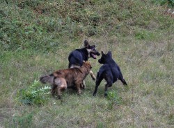 Провериха приюта за кучета в Ботевград