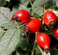 Излезе от печат първата поетична книга на ботевградчанката Стаменка Димитрова