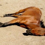 Прострелян кон е бил намерен в землището на Етрополе 