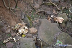 Скелети на крави и коне  изхвърлени в реки