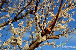 Пролет пукна