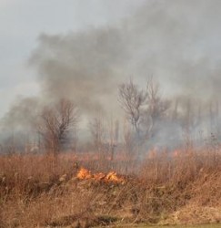 Забранява се паленето на огън в близост до горски масиви 