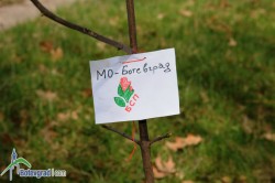 Младежи от БСП-Ботевград посадиха фиданки в парка