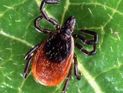 Кърлежите пренасят болестотворни микроорганизми!