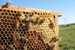 От 7 май приемат заявления за плащане по пчеларската програма