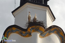 Двойка щъркели прави оглед на свободното гнездо на часовниковата кула