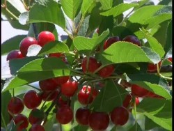 Над 400 берачи на вишни ще наемат за кампанията в Скравена