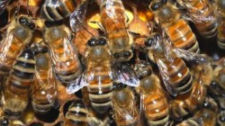 Петима в болница след жестоко нажилване от пчели