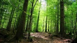 До 23 август се приемат заявления за подобряване икономическата стойност на горите