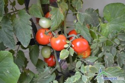 Градината с доматите рекордьори