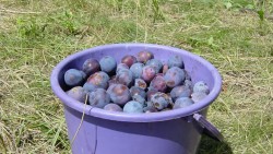 Полицаи предотвратиха кражба на 422 кг. сини сливи