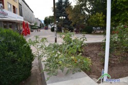 От тез червени домати... Кулата ще се разклати