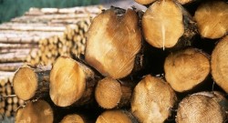 bTV: Изсичането на гора и добивът на дървесина изправи на нокти жителите на ботевградското село Краево 