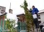 В снега обраха последните домати от стръка-рекордьор