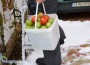 В снега обраха последните домати от стръка-рекордьор