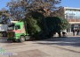 Монтираха коледната елха на площад „Освобождение”