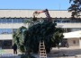Монтираха коледната елха на площад „Освобождение”