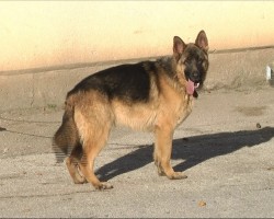 Немска овчарка е намерена в района на бензиностаницята в Зелин