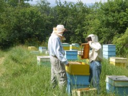 Подадени са 1 833 заявленията по пчеларската програма 