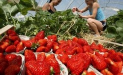 Набират българки  за бране на ягоди в Испания