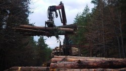 Кметът Георги Георгиев сезира двама министри за унищожаването на гори в Краево, Радотина и Рашково 