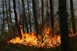 Изгоря 100 дка гора над Калугерово