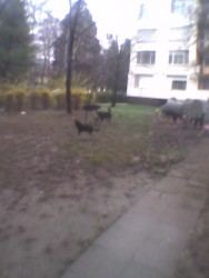 Глутница от осем кучета стряска минувачи в центъра на Ботевград