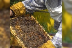 Румен Цветков преизбран за председател на Пчеларското дружество „Димитър Панчев-Ботевград”