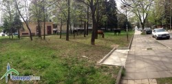 Безстопанствени коне се разхождат в зелените площи на бул. „България”