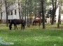 Безстопанствени коне се разхождат в зелените площи на бул. „България”