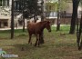 Безстопанствени коне се разхождат в зелените площи на бул. „България”