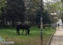 Безстопанствени коне се разхождат в зелените площи на бул. „България”