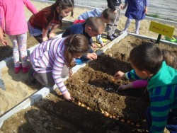 Децата от ЦДГ"Еделвайс"  засадиха дръвчета 