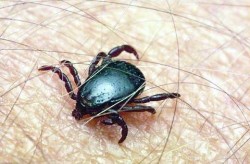 Напаст от кърлежи в Литаково!