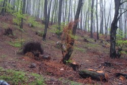 Сдружение за Ботевград поиска нова проверка за поголовната сеч в горите в Ботевградска община