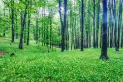 Проф. Михаил Константинов и Сдружение „За Ботевград” поискаха мораториум върху сечта в горите и спиране на износа на дървесина
