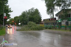 Бурята повали дърво на бул. „Цар Освободител”